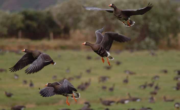 Greenland White-fronted Goose SNH Authors Christine Urquhart Strathadd, Kilmichael Glassary, Lochgilphead, Argyll PA31 8QL. Christine.urquhart@hotmail.co.uk Anthony D.