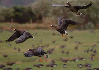 Many of the geese have abandoned these traditional feeding grounds over the last 40 years to exploit low-intensity farmland, where they forage in a similar way, but they also increasingly graze