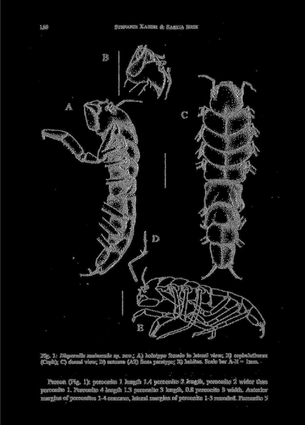 156 STEFANIE KAISER & SASKIA BRIX Fig. 1: Disparella maiuscula sp. nov.; A) holotype female in lateral view; B) cephalothorax (Ceph); C) dorsal view; D) antenna (A2) from paratype; E) habitus.