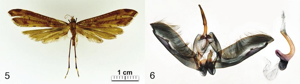 European Journal of Taxonomy 7: 6 (06) Distribution Uganda, Rwanda. Flight period July, October January. Platyptilia stanleyi Ustjuzhanin & Kovtunovich sp. nov. urn:lsid:zoobank.