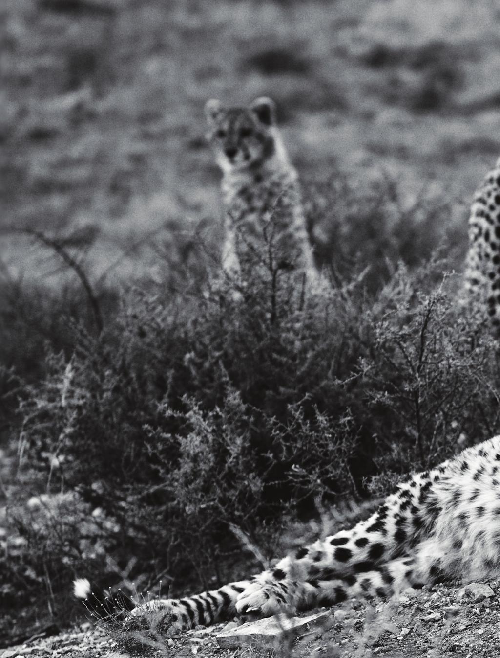 COVER STORY Racing Against Extinction With the cheetah species facing a fight for