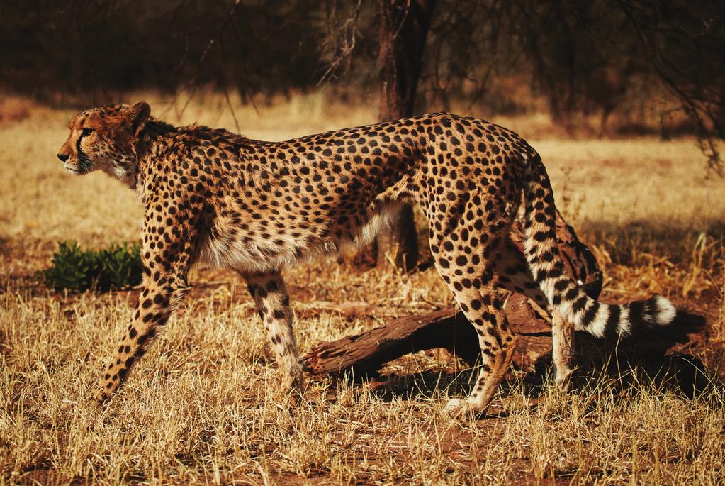 practices. I asked them to call me when they caught a cheetah, before they killed it, so I could collect blood for analysis.