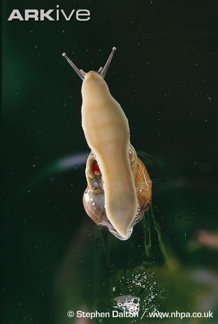 Gastropod Characteristics Slugs and many snails are adapted to
