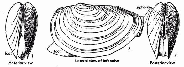 Bivalve Adaptations Bivalves are adapted to live in water.