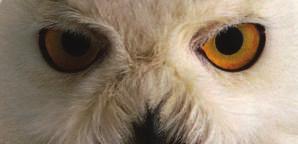 Eyesight Owls eyes are on the front of their faces.