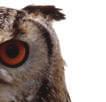 Each owl has its own special adaptations and behaviors.