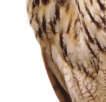 The Bengal eagle owl gets its name from Bengal, an area in
