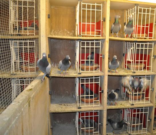 (Photo: Stock Loft) The health and condition of our pigeons is very important to us and has a direct impact upon the quality of the birds we produce.