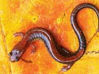 Salamanders need to brea the air and drink water through their skin. Size: Salamanders are me asured from their heads to the end of their tails.