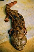 The Chine se giant salamander can grow to be over 5 feet (1. 8 meters) long.
