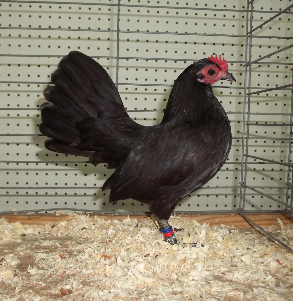 April 2014 Volume 6, Number 4 Show Champion at the Backwoods Benefit Black Old English Game pullet Poultry Show, Rison, Arkansas,exhibited on March 14, McCarty was by Jerry 2015, was a black Old