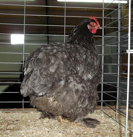 Example: An ad this size, run for one year (12 issues) is only $262 (1/2 the regular price). Champion Open English, Rison, AR, Speckled Sussex hen, exhibited by Dorothy Haire.
