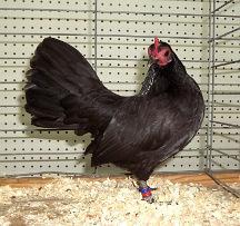 April 11, 2015 Verona Mississippi, Lee County Agriculture Center. North Mississippi Poultry Club. ABA/APA Sanctioned. www.nmspoultryclub.com.
