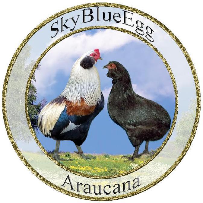 SkyBlueEgg SkyBlueEgg.com & Araucana.