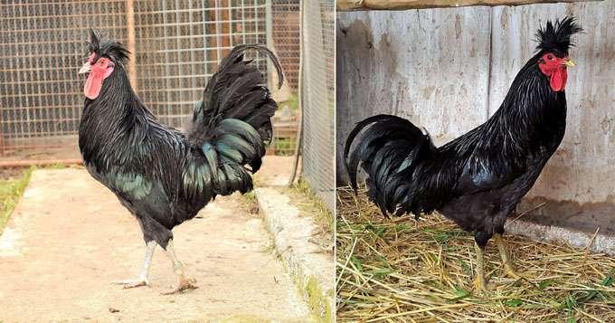 There is an Indonesian chicken breed outlined with a specific staccato crow of roosters - Ayam Ketawa or laughing chicken.