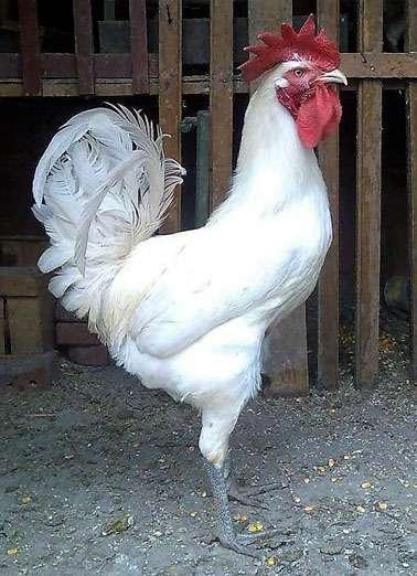 The Berat chicken breed is one of the rarest in the world. It was most probably created centuries ago, in the region of modern Albania, Montenegro, Kosovo, Bosnia and Herzegovina.