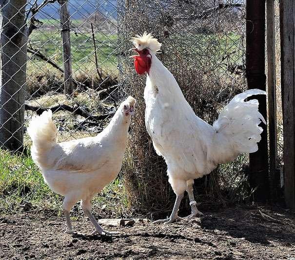 The Bosnian Crower breed, reared in contemporary Bosnia and Herzegovina, is close to Berat and Denizli chicken breeds. It was imported in Germany in 2005.