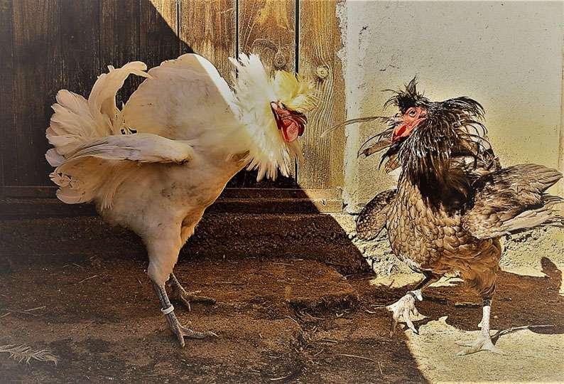 production of Berat and Bosnian crower chickens is lower, eggs are also white to light creamy, but of similar size (53-60 g).