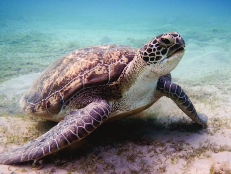 Two ways to tell turtles apart is whether they live on land or in the sea.