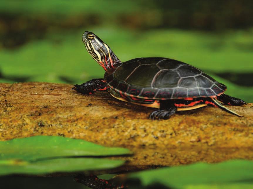 body. When in danger, turtles can hide their heads inside its shell.