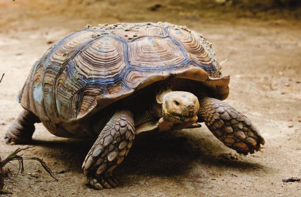 Tortoises Many people mistake a tortoise for a turtle, but there are several differences between them.