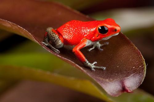 In fact, some medical researchers think that the poison from poison dart frogs could actually be used to make medicine for people. In the future, it may be used to make painkillers and heart medicine.