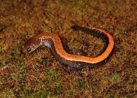 genetics Southern Red-backed Salamander