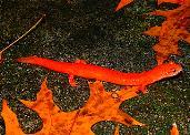 orange to salmon body coloration Large squarish