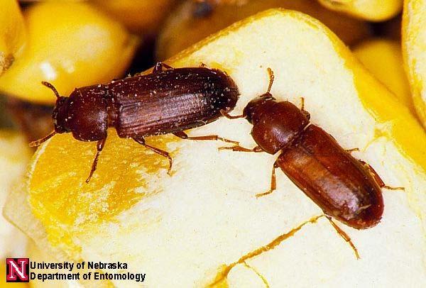 Beetles and Moths Inside Food Facilities Beetle life cycles: Egg, larva, pupa, adult Time
