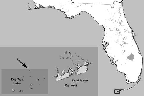 Type material Fig. 1 Map of Florida, USA; insert shows Key West and Key West Lake areas, arrow indicating collection area represented an undescribed species.