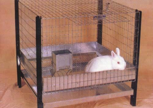 Rabbit Information cont. How Should Rabbits Be Housed?