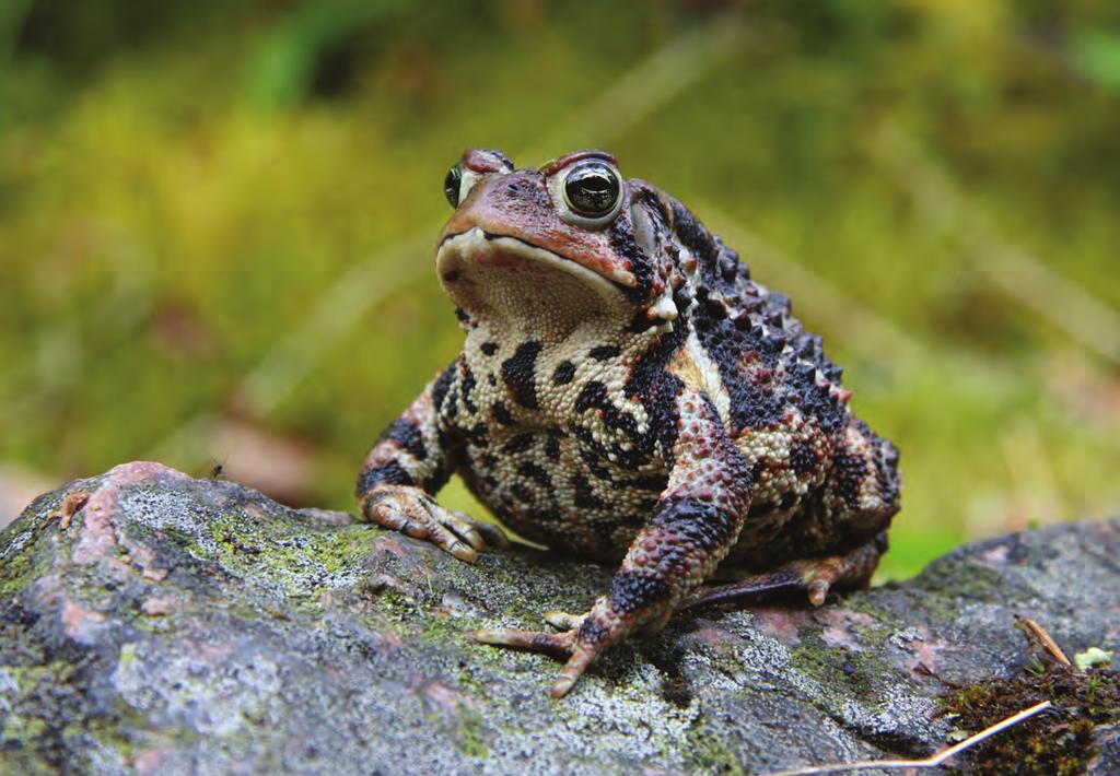 The second stage of a frog s lifecycle is the. 2.