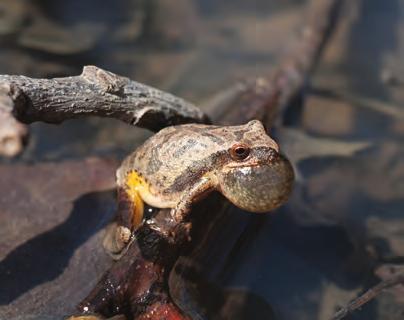 First, frogs are typically characterized by their smooth and moist skin, while toads have drier and warty or bumpy skin.
