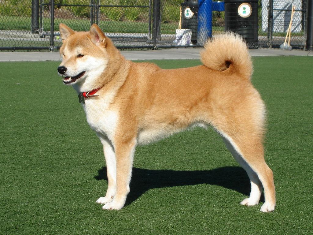 Learn the Breeds: Dog Shows The is the smallest of the six original and distinct spitz breeds of dog from Japan.