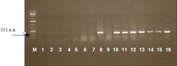 LABORATORY DIAGNOSIS Result of RT-PCR From 12 samples which were suspected for PPR.