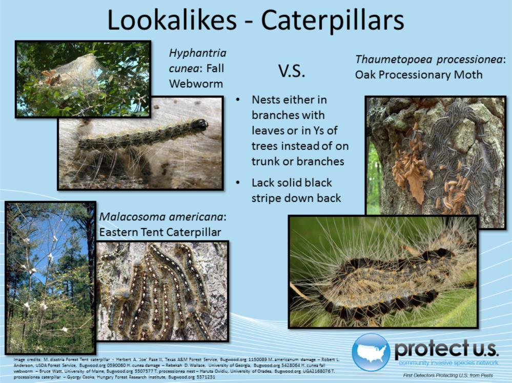 Oak processionary moth caterpillar is similar to both Hyphantria cunea (Fall Webworm) and Malacosoma americana (Eastern Tent Caterpillar).