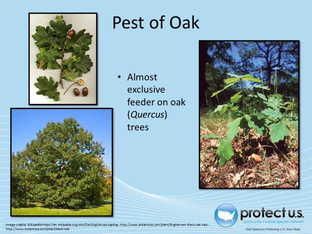 The oak processionary moth caterpillar feeds almost exclusively on oak trees, Quercus spp.