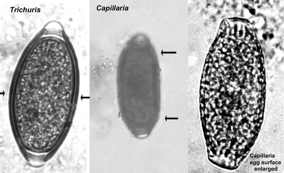 Laboratory 3 Pg. 6 The 2 important species seen in dogs and cats are: Eucoleus (Capillaria) aerophila - a lungworm of foxes, dogs and cats. The adults are found embedded in the mucosa of the lungs.