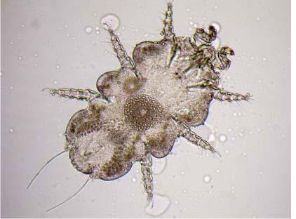 Eggs are oval, 200-250 μ long, and are attached to the bases of hairs at their lower poles. Radfordia affinis: Although this is considered a mouse fur mite, it can infest both mice and rats.