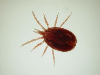 Ectoparasites Ornithonyssus bacoti: This mite is known as the tropical rat mite. Other mites feed on serum, but O.
