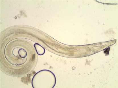 Endoparasites: Metazoa Of the metazoan endoparasites listed below, the pinworms ( Aspiculuris and Syphacia) are by far the most