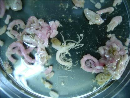 Endoparasites: Metazoa Rodentolepis nana: Known as the dwarf tapeworm.