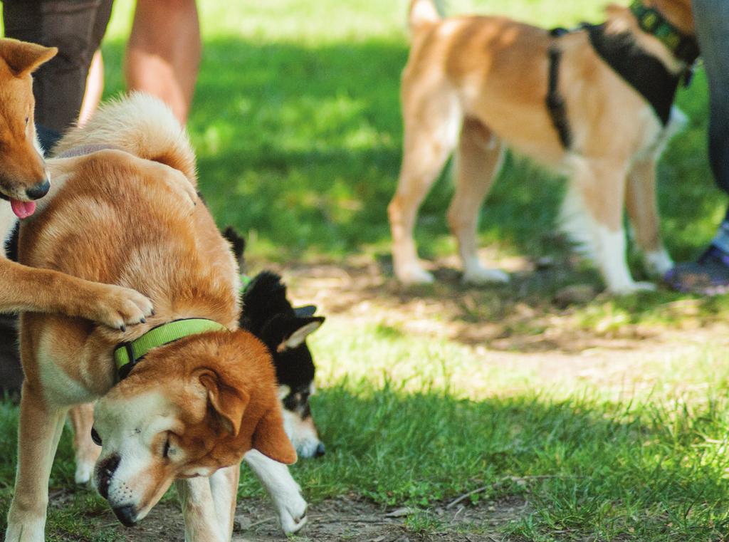 Benefits of Dog Parks There are a number of societal benefits of dog parks.
