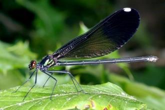 ODONATA Dragonflies, Damselflies