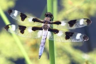 Dragonfly Anax junius 
