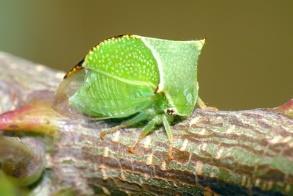 Auchenorrhyncha) Cicadas, Leafhoppers, Treehoppers,