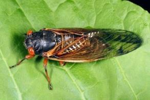 Cicada Magicicada septendecim   Redlined Leafhopper