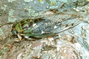 Heteroptera) True Bugs Bed Bug Cimex lectularius 5