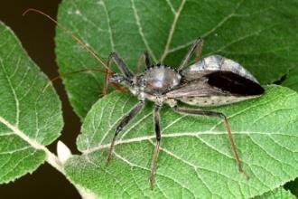 True Bugs Wheel Bug Arilus