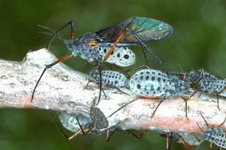 Sternorrhyncha) Aphids, Aldelgids,